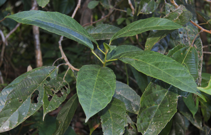 Figura 17. Planta hospedera de <i>Hylesia rufipes</i></i> (Saturniidae), esta planta se llama <i>Alchornea latifolia</i></i> (Euphorbiaceae), localidad Estación Quica Sector Pitilla ACG (470m).