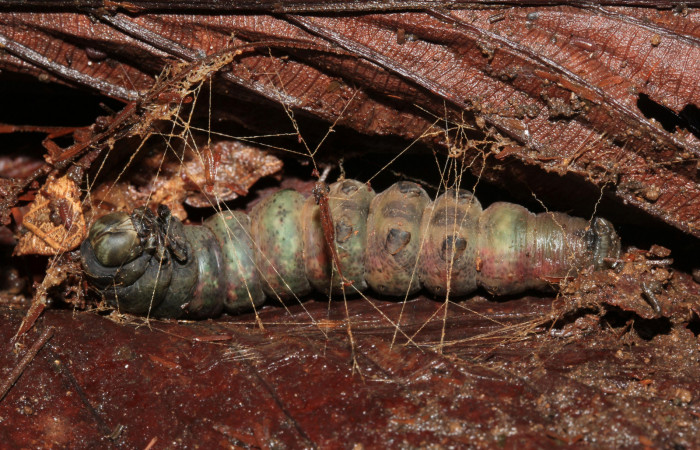 Fig. 10  Prepupa de <i>Ramphia</i></i> albizonaDHJ03 (Erebidae). Encontrada sobre la hojarasca de Sendero Cuestona Estación Pitilla; 15 de Setiembre 2016. (16-SRNP-31528-DHJ735400).