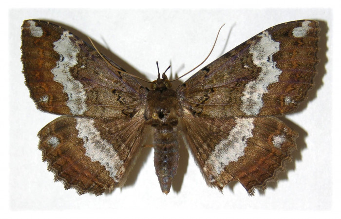 Fig. 1 Vista dorsal de la hembra <i>Ramphia</i></i> albizonaDHJ04 (Erebidae) (01-SRNP-11572-DHJ313686).