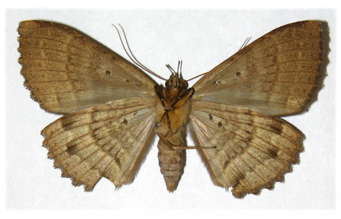 Fig. 2 Vista ventral de la hembra <i>Ramphia</i></i> albizonaDHJ04 (Erebidae) (01-SRNP-11572-DHJ313687).