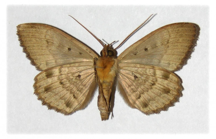 Fig. 4 Vista ventral del macho <i>Ramphia</i></i> albizonaDHJ04 (Erebidae). (01-SRNP-11719-DHJ313693).