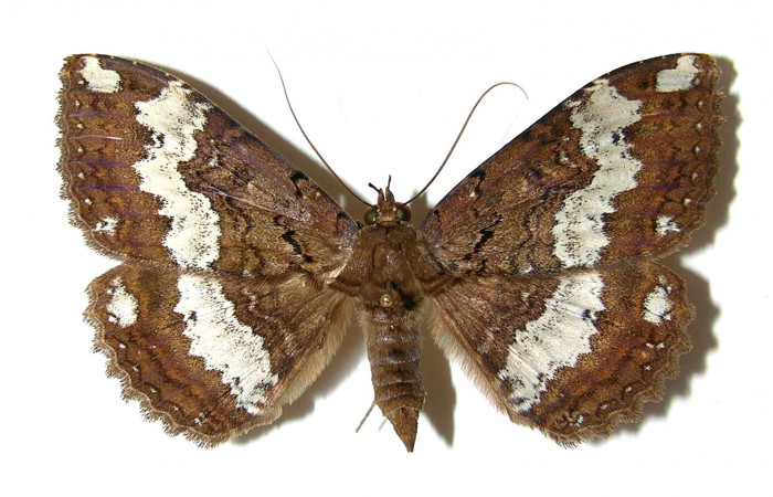 Fig. 5 Vista dorsal <i>Ramphia</i></i> albizonaDHJ02 (Erebidae). (01-SRNP-24194-DHJ329122).