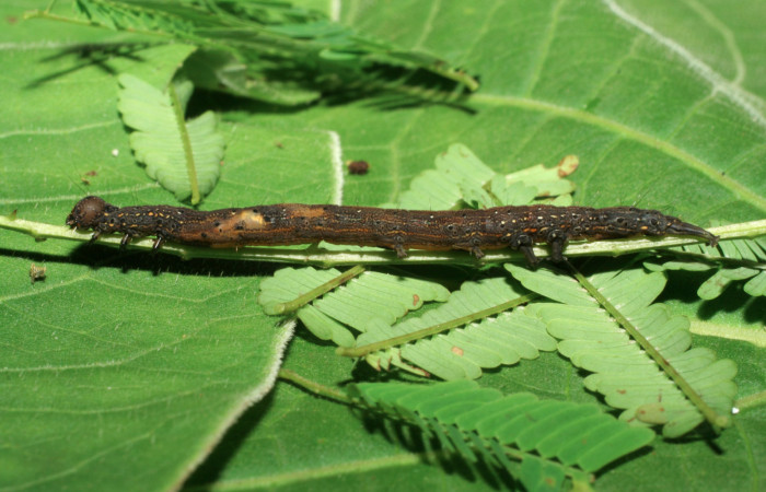 Fig. 7 Vista lateral del penúltimo estadio de <i>Ramphia albizona</i></i> (Erebidae). Pasmompa Estación Pitilla; 19 de Junio 2006. (06-SRNP-32309-DHJ413416).