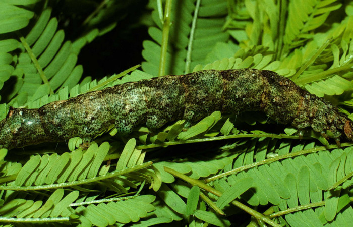 Fig. 8 Vista lateral del último estadio de <i>Ramphia albizona</i></i> (Erebidae). Alimentándose de <i>Senegalia multipinnata</i></i> (Fabaceae). Mena Central Sector del oro, 30 de octubre 2001 (01-SRNP-11820-DHJ61903).