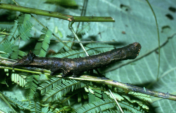 Fig. 9 Vista lateral <i>Ramphia</i></i> albizonaDHJ03 (Erebidae). Alimentándose de <i>Senegalia multipinnata</i></i> (Fabaceae). Colocho Estación Pitilla; 22 de Junio 2004. (04-SRNP-33434-DHJ84711).