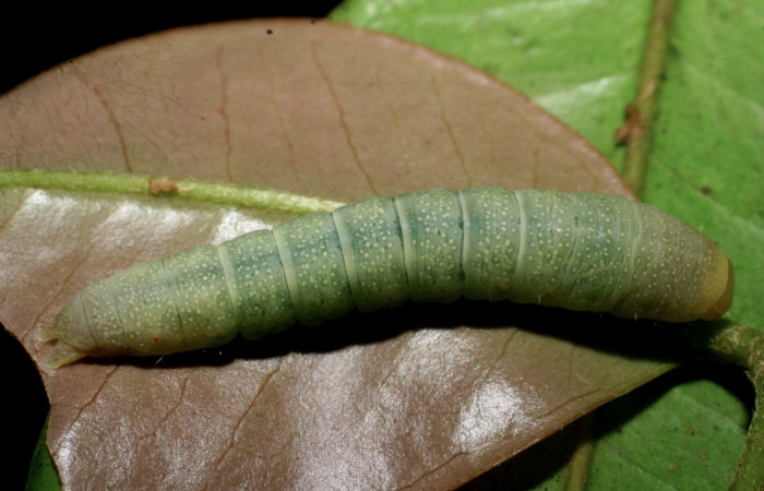 Figura 4. Larva <i>Paectes devincta</i></i> (Euteliidae), último estadío (U) vista dorsal, localidad Tangelo, Sector Del Oro ACG (470m). Voucher: 07-SRNP-24029-DHJ430014.jpg.