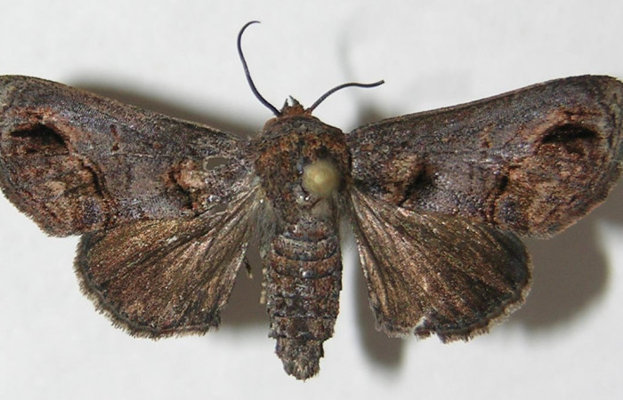 Figura 12. Adulto de <i>Paectes</i></i> Poole10DHJ02 (Euteliidae), vista dorsal, localidad Ingas, Sector Pitilla ACG (580m). Voucher: 09-SRNP-32007-DHJ522572.jpg.