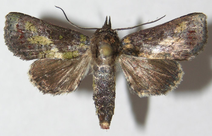 Figura 14. Adulto de <i>Paectes</i></i> foviferaDHJ02 (Euteliidae), vista dorsal, localidad Leonel Estación Biológica Quica, Sector Pitilla ACG (510m). Voucher: 09-SRNP-70969-DHJ522130.jpg.