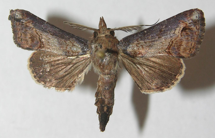 Figura 7. Adulto de <i>Paectes devincta</i></i> (Euteliidae), macho vista dorsal, localidad Sendero Albergue Crater, Sector Rincón Rain Forest ACG (980m). Voucher: 10-SRNP-4382-DHJ538940.jpg.