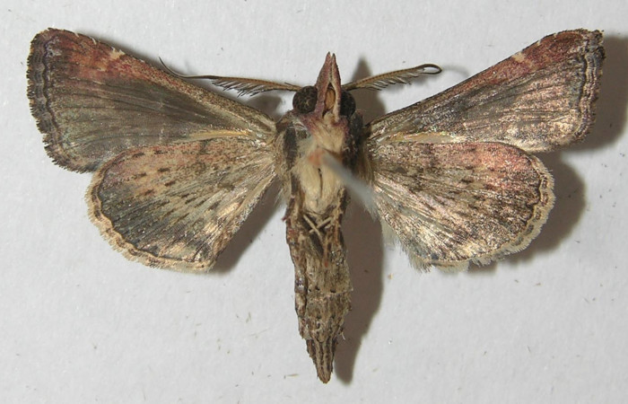 Figura 8 .Adulto de <i>Paectes devincta</i></i> (Euteliidae), macho vista ventral, localidad Sendero Albergue Crater, Sector Rincón Rain Forest ACG (980m). Voucher: 10-SRNP-4382-DHJ538941.jpg.