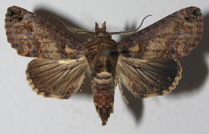 Figura 18. Adulto de <i>Paectes fuscescens</i></i> (Euteliidae), vista dorsal, localidad Estación Biológica Los Almendros, Sector El Hacha ACG (290m). Voucher: 11-SRNP-23188-DHJ556990.jpg.