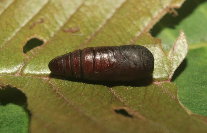 Figura 6. Pupa de <i>Paectes devincta</i></i> (Euteliidae), vista lateral, localidad Molina Estación Biológica Quica, Sector Pitilla ACG (465m). Voucher: 20-SRNP-71387-DHJ780096.jpg.