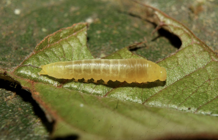Figura 2. Larva <i>Paectes devincta</i></i> (Euteliidae), penúltimo estadío (PU) vista lateral, localidad  Estación Biológica Quica, Sector Pitilla ACG (470m). Voucher: 20-SRNP-71492-DHJ780142.jpg.