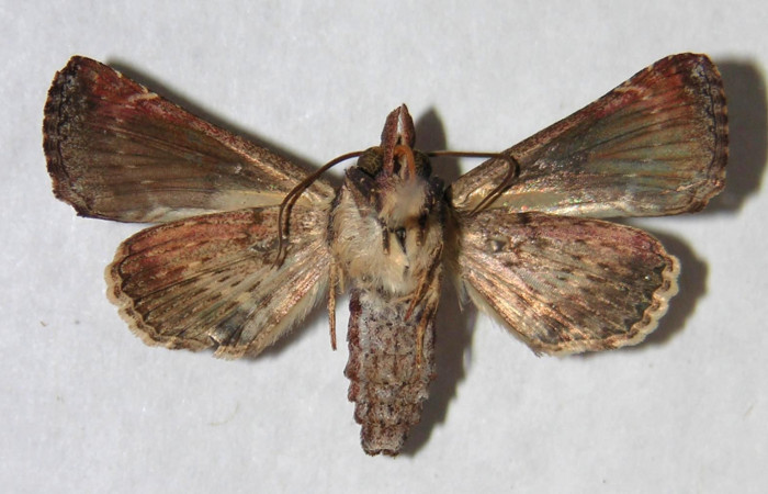 Figura 10. Adulto de <i>Paectes devincta</i></i> (Euteliidae), hembra vista ventral, localidad Estación Biológica Gongora, Sector Cacao ACG (570m). Voucher: 94-SRNP-10178-DHJ365779.jpg.