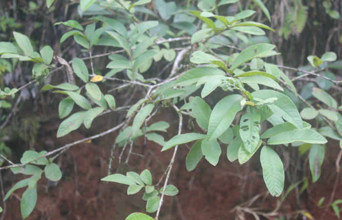 Figura 21. Planta hospedera de <i>Paectes devincta</i></i> (Euteliidae), esta planta se llama <i>Psidium guajava</i></i> (Myrtaceae), localidad Medrano Estación Biológica Quica, Sector Pitilla ACG (380m), foto: Ricardo Calero, 28 Agosto 2020.