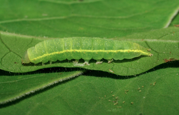 Figura 11. Larva <i>Paectes</i></i> Poole10DHJ02 (Euteliidae), último estadío (U) vista lateral, localidad Pasmompa, Sector Pitilla ACG (440m). Voucher: 06-SRNP-32369-DHJ413469.jpg.