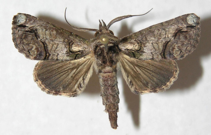 Figura 16. Adulto de <i>Paectes lunodes</i></i> (Euteliidae), vista dorsal, localidad Estación Biológica Los Almendros, Sector El Hacha ACG (290m). Voucher: 13-SRNP-21159-DHJ597162.jpg.