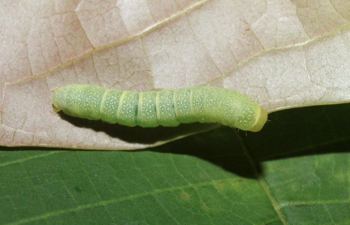 Figura 15. Larva <i>Paectes lunodes</i></i> (Euteliidae), último estadío (U) vista dorsal, localidad Sendero Manguera Estación Biológica Quica, Sector Pitilla ACG (470m). Voucher: 17-SRNP-70802-DHJ737228.jpg.