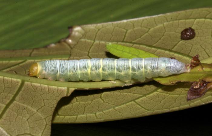Figura 17. Larva <i>Paectes fuscescens</i></i> (Euteliidae), último estadío (U) vista lateral, localidad Colocho, Sector Pitilla ACG (375m). Voucher: 19-SRNP-30227-DHJ749151.jpg.