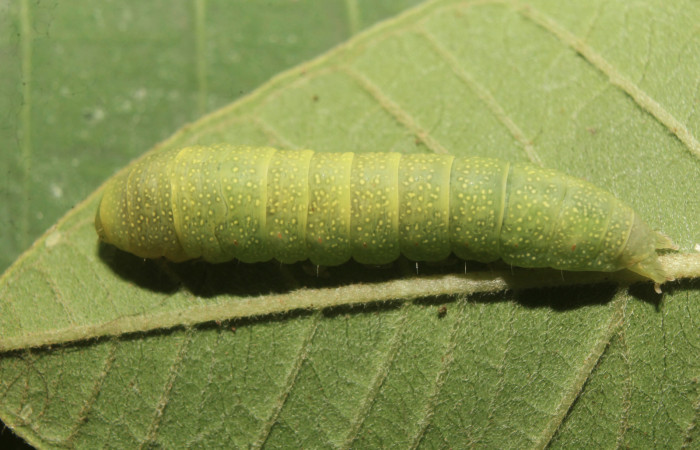 Figura 3. Larva <i>Paectes devincta</i></i> (Euteliidae), último estadío (U) vista dorsal, localidad Molina Estación Biológica Quica, Sector Pitilla ACG (465m). Voucher: 20-SRNP-71387-DHJ780093.jpg.
