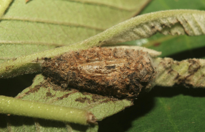 Figura 5. Capullo de <i>Paectes devincta</i></i> (Euteliidae), vista lateral, localidad Molina Estación Biológica Quica, Sector Pitilla ACG (465m). Voucher: 20-SRNP-71387-DHJ780094.jpg.