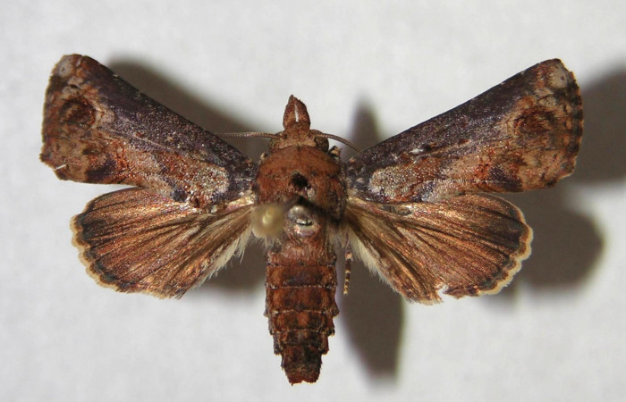 Figura 9. Adulto de <i>Paectes devincta</i></i> (Euteliidae), hembra vista dorsal, localidad Estación Biológica Gongora, Sector Cacao ACG (570m). Voucher: 94-SRNP-10178-DHJ365778.jpg.