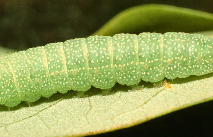 Figura 19. Larva <i>Paectes nubifera</i></i> (Euteliidae), último estadío (U) vista lateral, localidad Bosque Encino Guacimal, Sector Santa Rosa ACG (285m). Voucher: 95-SRNP-6026-DHJ23851.jpg.