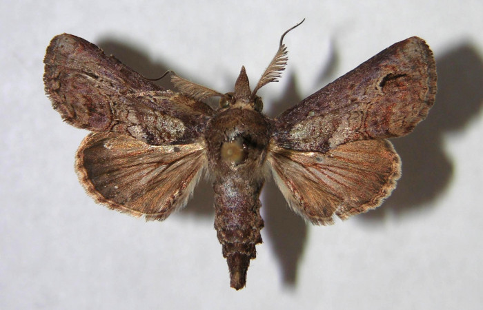 Figura 20. Adulto de <i>Paectes nubifera</i></i> (Euteliidae), vista dorsal, localidad Bosque Encino Guacimal, Sector Santa Rosa ACG (285m). Voucher: 95-SRNP-6026-DHJ365768.jpg.