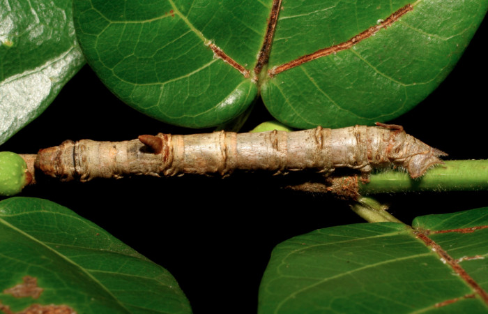 Figura 11. Larva <i>Colla rhodope</i></i> (Bombycidae), último estadío (U) vista dorsal, localidad Area Administrativa Sector Santa Rosa ACG (295). Voucher: 07-SRNP-13860-DHJ421193.jpg.