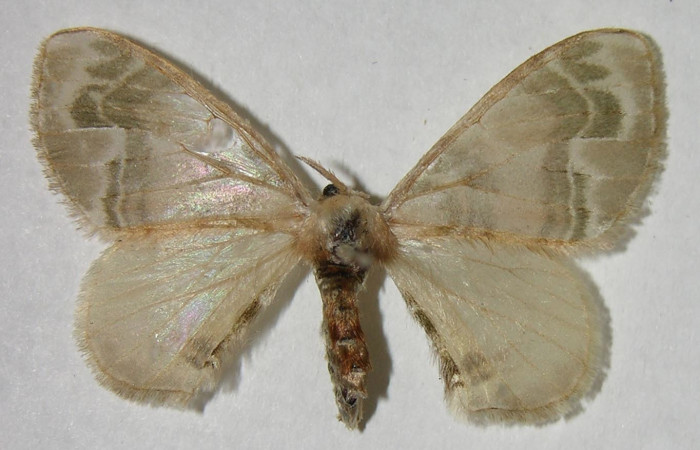 Figura 7. Adulto de <i>Colla coelestis</i></i> (Bombycidae), hembra vista dorsal, localidad Puente Palma, Sector San Cristóbal ACG (460). Voucher: 07-SRNP-2147-DHJ376236.jpg.