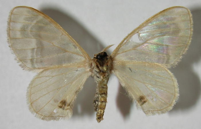 Figura 8. Adulto de <i>Colla coelestis</i></i> (Bombycidae),  hembra vista ventral, localidad Puente Palma, Sector San Cristóbal ACG (460). Voucher: 07-SRNP-2147-DHJ376237.jpg.