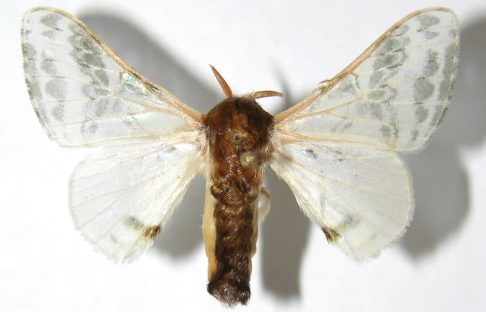 Figura 13. Adulto de <i>Colla rhodope</i></i> (Bombycidae), macho vista dorsal, localidad Quebrada Tibio Perla, Sector Mundo Nuevo ACG (330). Voucher: 07-SRNP-58965-DHJ389114.jpg.
