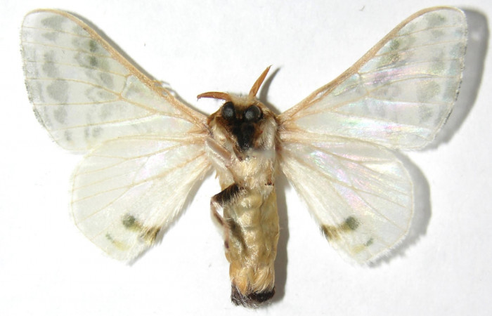 Figura 14. Adulto de <i>Colla rhodope</i></i> (Bombycidae), macho vista ventral, localidad Quebrada Tibio Perla, Sector Mundo Nuevo ACG (330). Voucher: 07-SRNP-58965-DHJ389115.jpg.