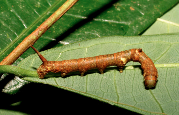 Figura 4. Larva <i>Colla coelestis</i></i> (Bombycidae), último estadío (U) vista dorsal, localidad Sendero Gallinazo, Brasilia ACG (360). Voucher: 08-SRNP-65981-DHJ446991.jpg.