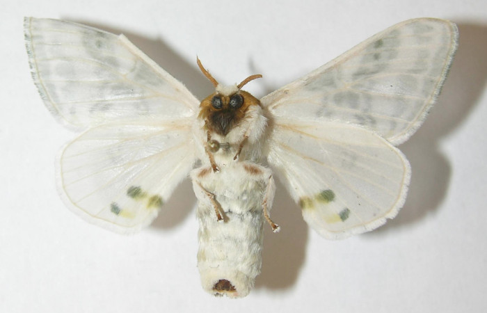 Figura 16. Adulto de <i>Colla rhodope</i></i> (Bombycidae), hembra vista ventral, localidad Casona Santa Rosa, Sector Santa Rosa ACG (330). Voucher: 10-SRNP-12977-DHJ538544.jpg.