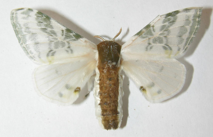 Figura 15. Adulto de <i>Colla rhodope</i></i> (Bombycidae), hembra vista dorsal, localidad Casona Santa Rosa, Sector Santa Rosa ACG (295). Voucher: 10-SRNP-12977-DHJ538545.jpg.