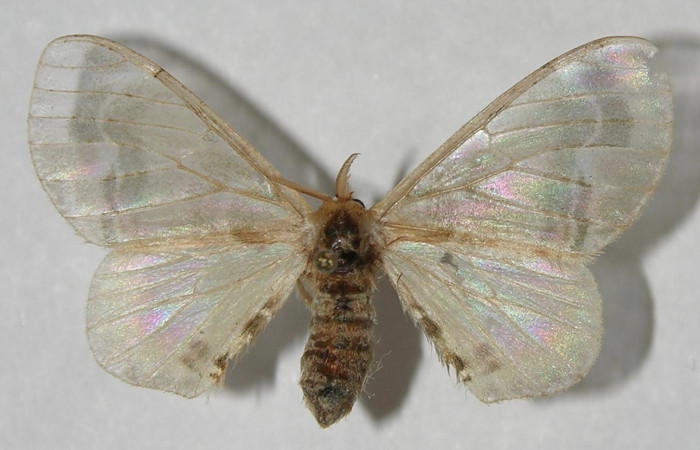Figura 9. Adulto de <i>Colla coelestis</i></i> (Bombycidae), macho vista dorsal, localidad Sendero Manguera Estación Biológica Quica, Sector Pitilla ACG (470). Voucher: 11-SRNP-71637-DHJ553724.jpg.
