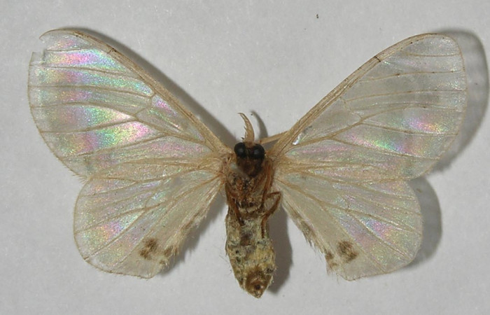 Figura 10. Adulto de <i>Colla coelestis</i></i> (Bombycidae), macho vista ventral, localidad Sendero Manguera Estación Biológica Quica, Sector Pitilla ACG (470). Voucher: 11-SRNP-71637-DHJ553725.jpg.