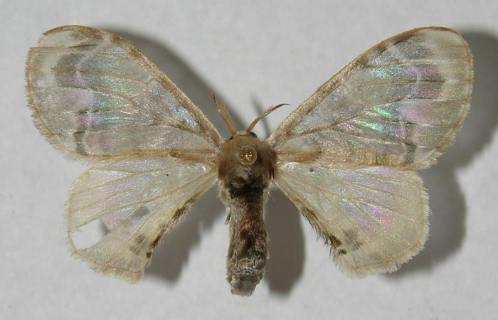 Figura 1. Adulto de <i>Colla coelestis</i></i> (Bombycidae), vista dorsal, localidad Coneja Estación Quica Biológica, Sector Pitilla ACG (415). Voucher: 12-SRNP-72010-DHJ567588.jpg.