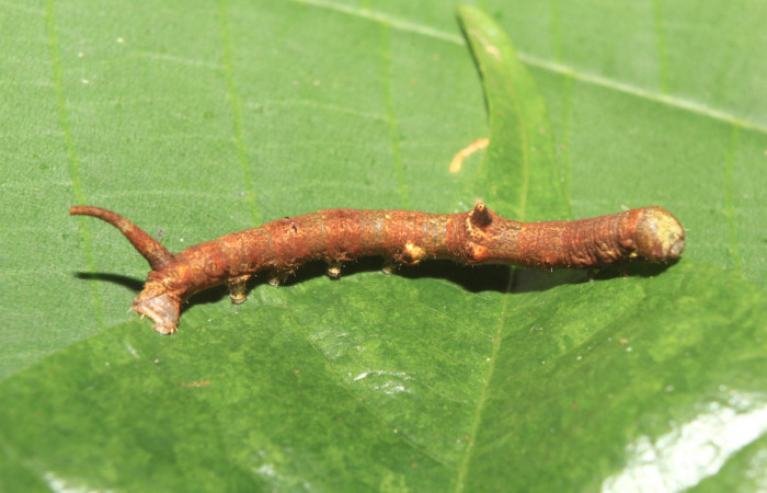 Figura 3. Larva <i>Colla coelestis</i></i> (Bombycidae), penúltimo estadío (PU) vista dorsal, localidad Sendero, Manguera Estación Biológica Quica, Sector Pitilla ACG (470). Voucher: 18-SRNP-70540-DHJ741882.jpg.