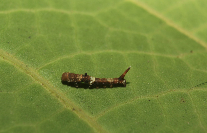 Figura 2. Larva <i>Colla coelestis</i></i> (Bombycidae), tercer estadío (PPU) vista dorsal, localidad Bullas, Estación Biológica Quica, Sector Pitilla ACG (440). Voucher: 18-SRNP-71133-DHJ742402.jpg.
