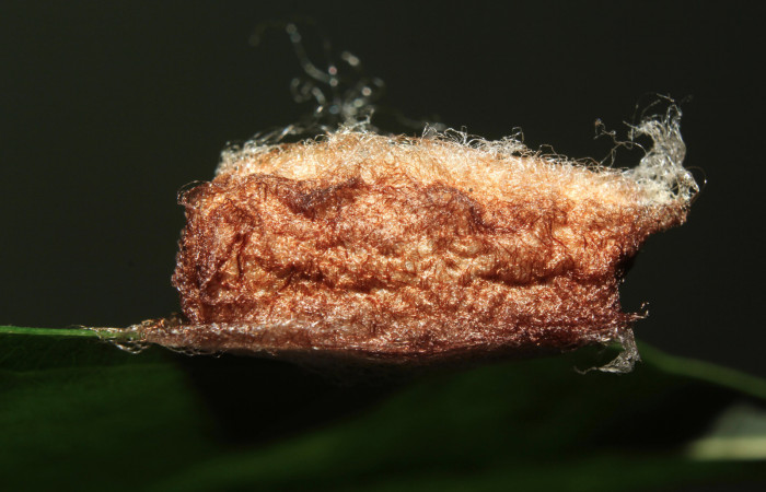 Figura 5. Capullo de <i>Colla coelestis</i></i> (Bombycidae), vista lateral, localidad Bullas Estación Biológica Quica, Sector Pitilla ACG (440). Voucher: 18-SRNP-71133-DHJ742593.jpg.