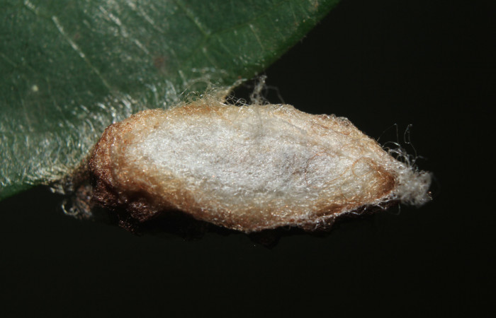 Figura 6. Capullo de <i>Colla coelestis</i></i> (Bombycidae), vista dorsal, localidad Bullas Estación Biológica Quica, Sector Pitilla ACG (440). Voucher: 18-SRNP-71133-DHJ742594.jpg.