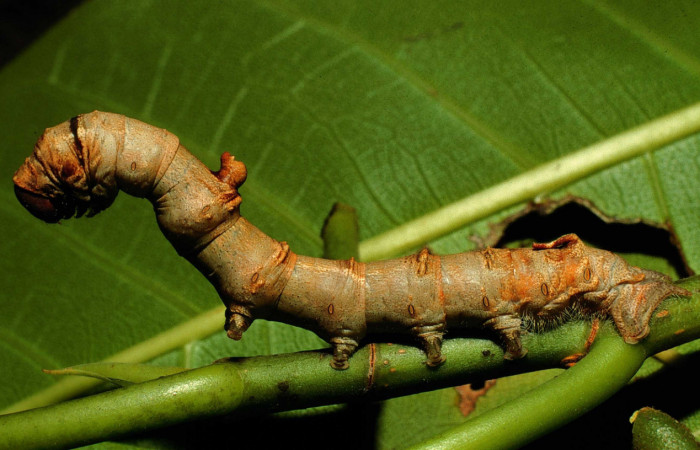 Figura 12. Larva <i>Colla rhodope</i></i> (Bombycidae), último estadío (U) vista lateral, localidad Area Administrativa Sector Santa Rosa ACG (295). Voucher: 98-SRNP-10587-DHJ47211.jpg.