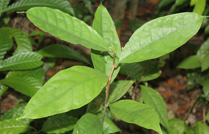 Figura 17. Planta hospedera de <i>Colla coelestis</i></i> (Bombycidae), esta planta se llama <i>Maquira costaricana</i></i> (Moraceae), localidad Medrano Estación Biológica Quica Sector Pitilla ACG (380m). Foto: Ricardo Calero, 21 Abril 2020.