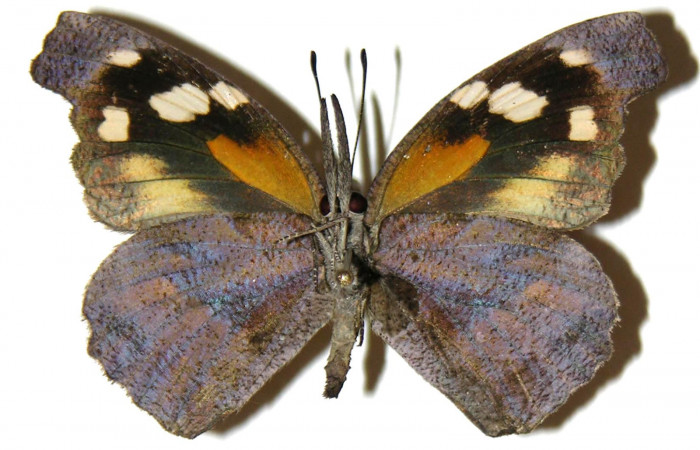 Figura 8. Adulto de <i>Libytheana mexicana</i></i> (Nymphalidae), vista ventral, localidad Quebrada Romero Sector Del Oro ACG (490m). Voucher: 05-SRNP-22924-DHJ308111.jpg.