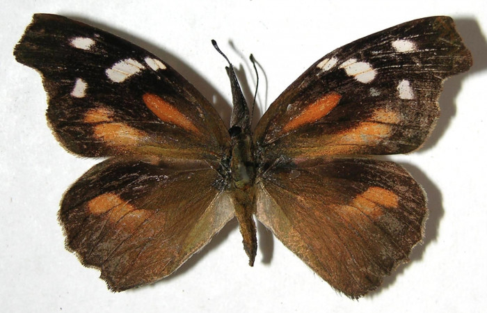 Figura 7. Adulto de <i>Libytheana mexicana</i></i> (Nymphalidae), vista dorsal, localidad Mamones Sector Mundo Nuevo ACG (365m). Voucher: 07-SRNP-60947-DHJ383622.jpg.