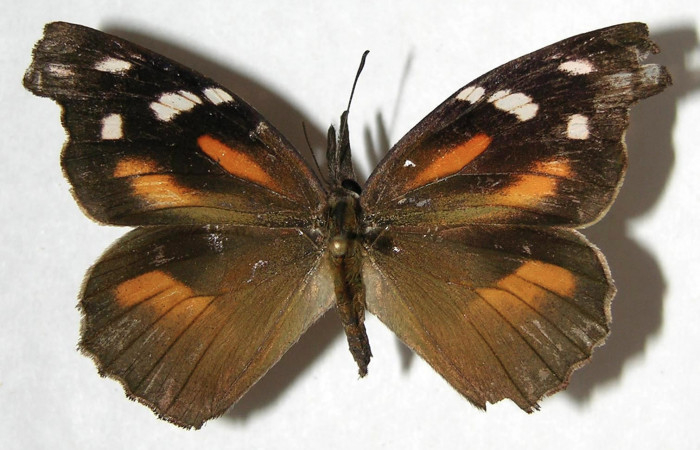 Figura 1. Adulto de <i>Libytheana mexicana</i></i> (Nymphalidae), vista dorsal, localidad Mamones Sector Mundo Nuevo ACG (365m). Voucher: 07-SRNP-60950-DHJ383624.jpg.