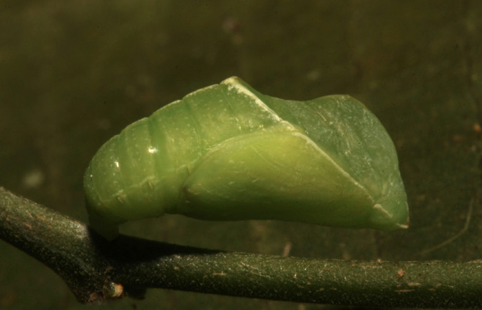 Figura 5. Pupa de <i>Libytheana mexicana</i></i> (Nymphalidae), vista lateral, localidad Amonias Sector Pitilla ACG (390m). Voucher: 16-SRNP-31005-DHJ735031.jpg.