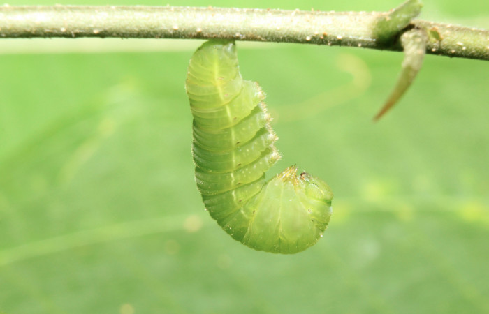 Figura 4. Larva <i>Libytheana mexicana</i></i> (Nymphalidae), en estado de prepupa vista lateral, localidad Medrano Estación Biológica Quica Sector Pitilla ACG (380m). Voucher: 17-SRNP-70716-DHJ737159.jpg.